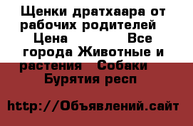 Щенки дратхаара от рабочих родителей › Цена ­ 22 000 - Все города Животные и растения » Собаки   . Бурятия респ.